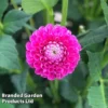 Dahlia 'Jowey Frambo'