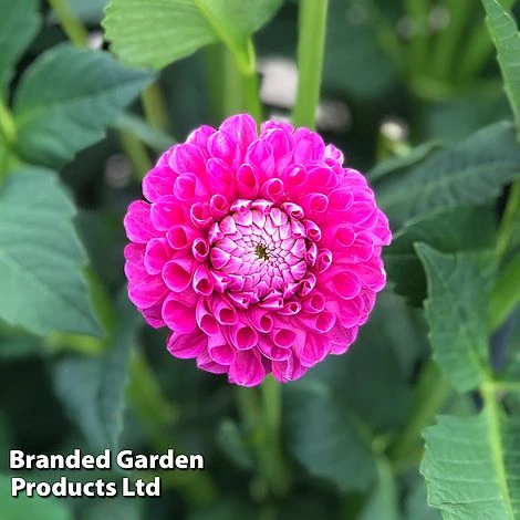 Dahlia 'Jowey Frambo' 1 Dahlia 'Jowey Frambo'