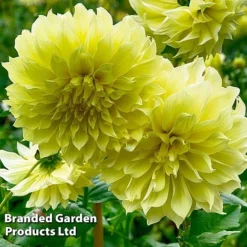Dahlia 'Dark Diamond Mix' -Garden Central Sales Store DAHL KELVINFLO W51737