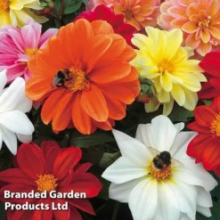 Summer Plant & Seed Collection -Garden Central Sales Store DAHL PATIOCHOI S223731