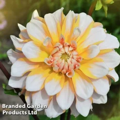 Dahlia 'Perfect Patchwork Collection' -Garden Central Sales Store DAHL PERFPATCH W51606