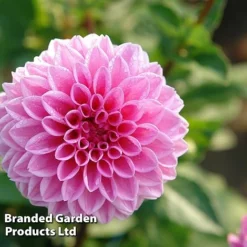 Dahlia 'Perfect Pompom Collection' -Garden Central Sales Store DAHL POMPOMCOL W51603