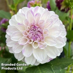 Dahlia 'Perfect Pompom Collection' -Garden Central Sales Store DAHL POMPOMCOL W51604