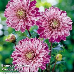 Dahlia 'Perfect Patchwork Collection' -Garden Central Sales Store DAHL SMOKEY H39918