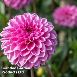 Dahlia 'Beautiful Bouquet Collection' -Garden Central Sales Store DAHL SWEETLOVE W51729