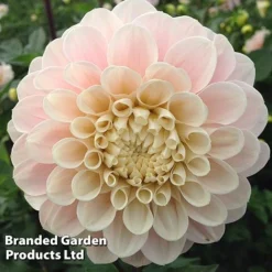 Dahlia 'Sweet Nathalie'