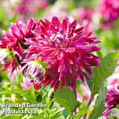 Dahlia 'Dark Diamond Mix' -Garden Central Sales Store DAHL VANCOUVER S28872