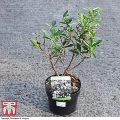 Daphne Odora 'Aureomarginata' -Garden Central Sales Store DAPH 93696 A