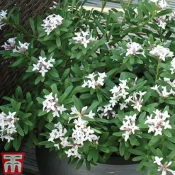 Daphne 'Eternal Fragrance' -Garden Central Sales Store DAPH P93935 C