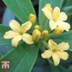 Daphne Gemmata 'Royal Crown' -Garden Central Sales Store DAPH T79753 B