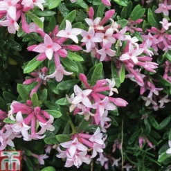 Daphne X Transatlantica 'Pink Fragrance'