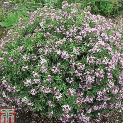 Daphne Fragrance Duo -Garden Central Sales Store DAPH T79754 B2