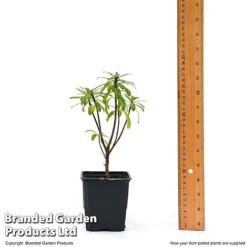 Daphne X Transatlantica 'Pink Fragrance' -Garden Central Sales Store DAPH PINKFR9CM T45492