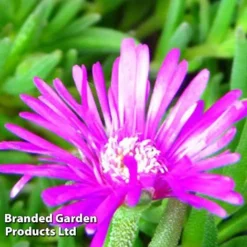 Delosperma Cooperi -Garden Central Sales Store DELO 64018 C