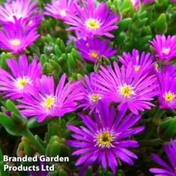 Delosperma Aberdeenense 'Hot Pink'