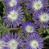 Delosperma 'Stardust'