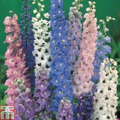 Delphinium 'Magic Fountains Mixed' -Garden Central Sales Store DELP T74428 A h