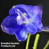 Delphinium Belladonna 'Bellamosum'