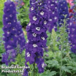 Best Value Perennial Collection -Garden Central Sales Store DELP DARKBWHBE S31057202