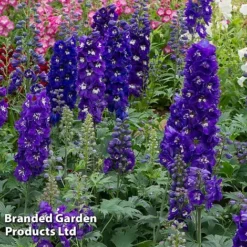Perennial Collection -Garden Central Sales Store DELP DRKBLUEWH S454541