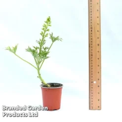 Delphinium 'Red Lark' 7 Delphinium 'Red Lark' -Garden Central Sales Store DELP REDLAR9CM A