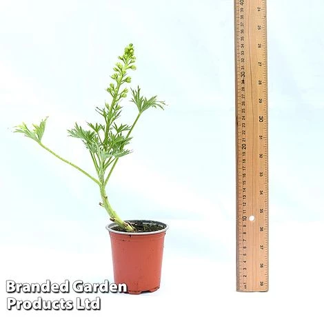 Delphinium 'Red Lark' 4 Delphinium 'Red Lark' - Image 4