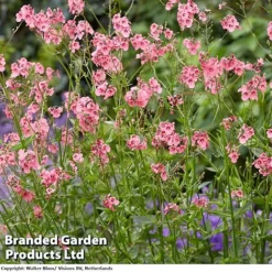 Diascia Personata 'Hopleys' -Garden Central Sales Store DIACIAPERSONATAHOPLEYS A