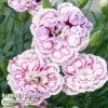 Dianthus 'Capitan Marco'