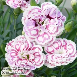 Dianthus 'Capitan Marco'