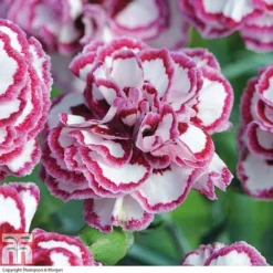 Dianthus 'Gran's Favourite'