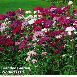 Perennial Eternal Flowering Collection -Garden Central Sales Store DIAN T47479 A1