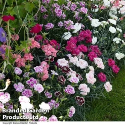 Dianthus 'Garden Pleasures Collection' -Garden Central Sales Store DIAN GARDENPLE T44438
