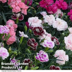 Dianthus 'Garden Pleasures Collection' -Garden Central Sales Store DIAN GARDENPLE T444391