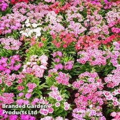 Dianthus Deltoides 'Maiden Pink'