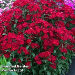 Best Value Perennial Collection -Garden Central Sales Store DIAN ROCKINRED S36483202