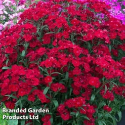 Perennial Collection -Garden Central Sales Store DIAN ROCKINRED S454691