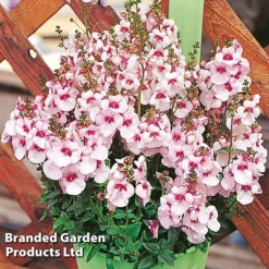Diascia 'Divara Collection' -Garden Central Sales Store DIAS DIVBLUSH S45555