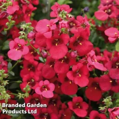 Diascia 'Divara Collection' -Garden Central Sales Store DIAS DIVDEEPRE S45558