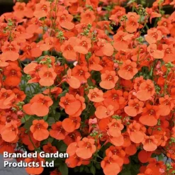 Diascia 'Divara Collection' -Garden Central Sales Store DIAS DIVORANGE S45560