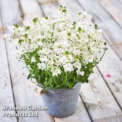 Diascia 'Divara Collection' -Garden Central Sales Store DIAS DIVWHITE S45556