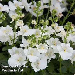 Diascia 'Divara Collection' -Garden Central Sales Store DIAS DIVWHITE S45557