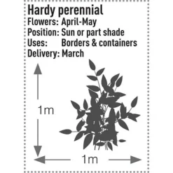 Dicentra Spectabilis -Garden Central Sales Store DICE T57545 B h