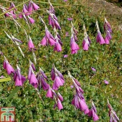Dierama Pulcherrimum