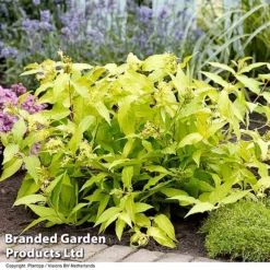 Diervilla Rivularis 'Honeybee' -Garden Central Sales Store DIER HONEYBEE H61937