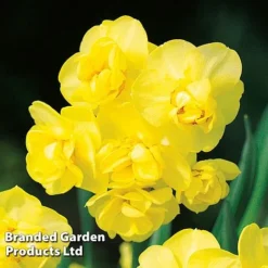 Daffodil 'Scented Collection' -Garden Central Sales Store Daffodil Collection KC4049 C