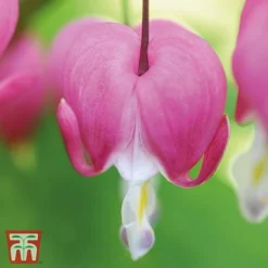 Dicentra Spectabilis -Garden Central Sales Store Dicentra spectablis TMHF 10