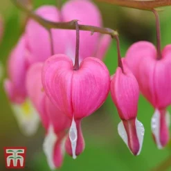 Dicentra Spectabilis -Garden Central Sales Store Dicentra spectablis TMHF 34