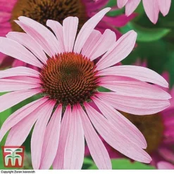 Bare Root Perennial Collection -Garden Central Sales Store ECHI 10499 A1