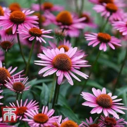 Everlasting Perennial Collection -Garden Central Sales Store ECHI 10499 B1