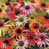 Echinacea Purpurea 'Primadonna Mixed'